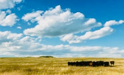 2020 Grass-Fed Beef Harvest Q&A