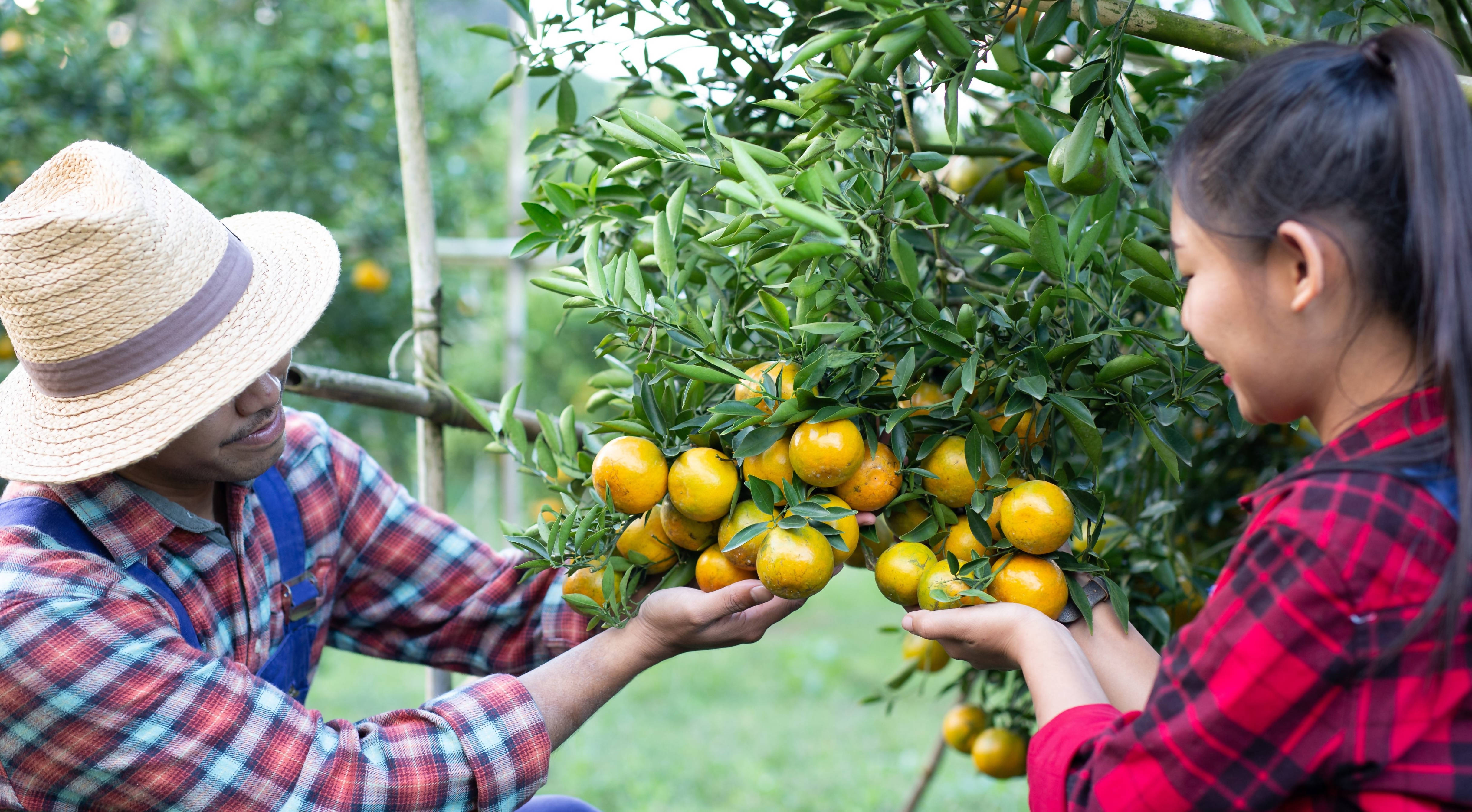 Cherry Tomatoes